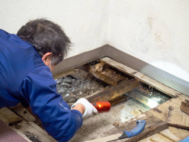 Best Mold Damage Repair  in Bloomingdale, FL