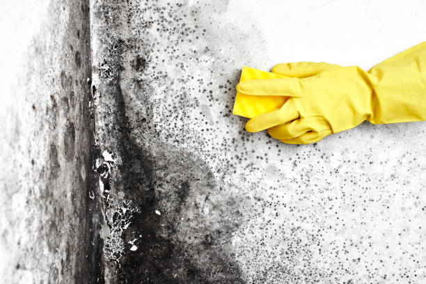 Mold Testing and Removal in Bloomingdale, FL