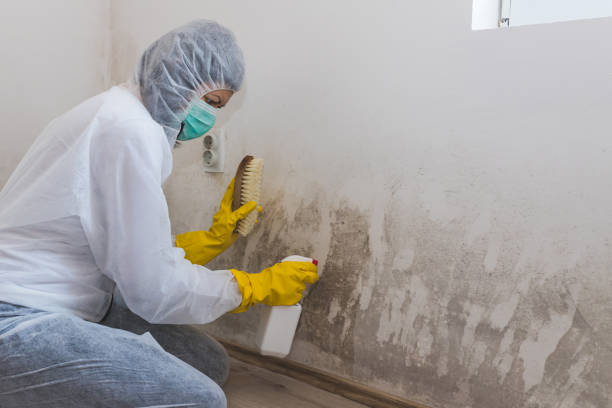 Best Black Mold Removal  in Bloomingdale, FL