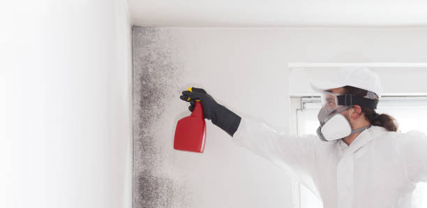 Best Certified Mold Removal  in Bloomingdale, FL
