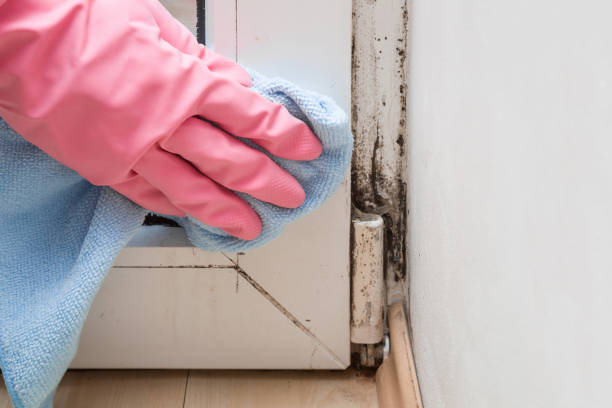 Crawl Space Mold Removal in Bloomingdale, FL